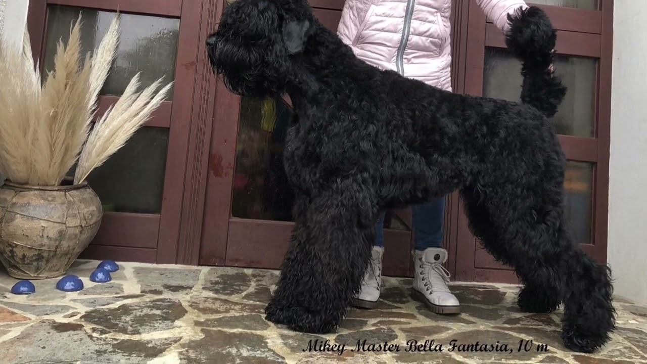 Black Russian Terrier Mikey Master Bella Fantasia, 10 months