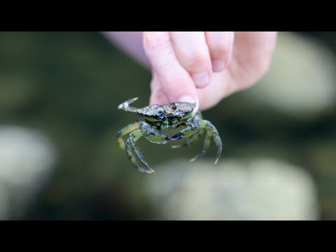 Harvesting Invasive Green Crabs