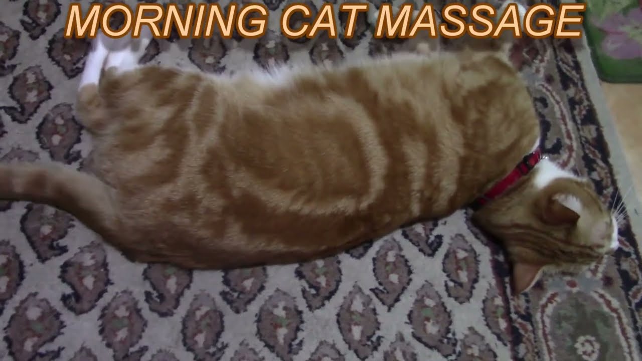 Morning Cat Massage YouTube
