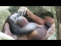 眠たいオランウータン/ Sleepy orangutans
