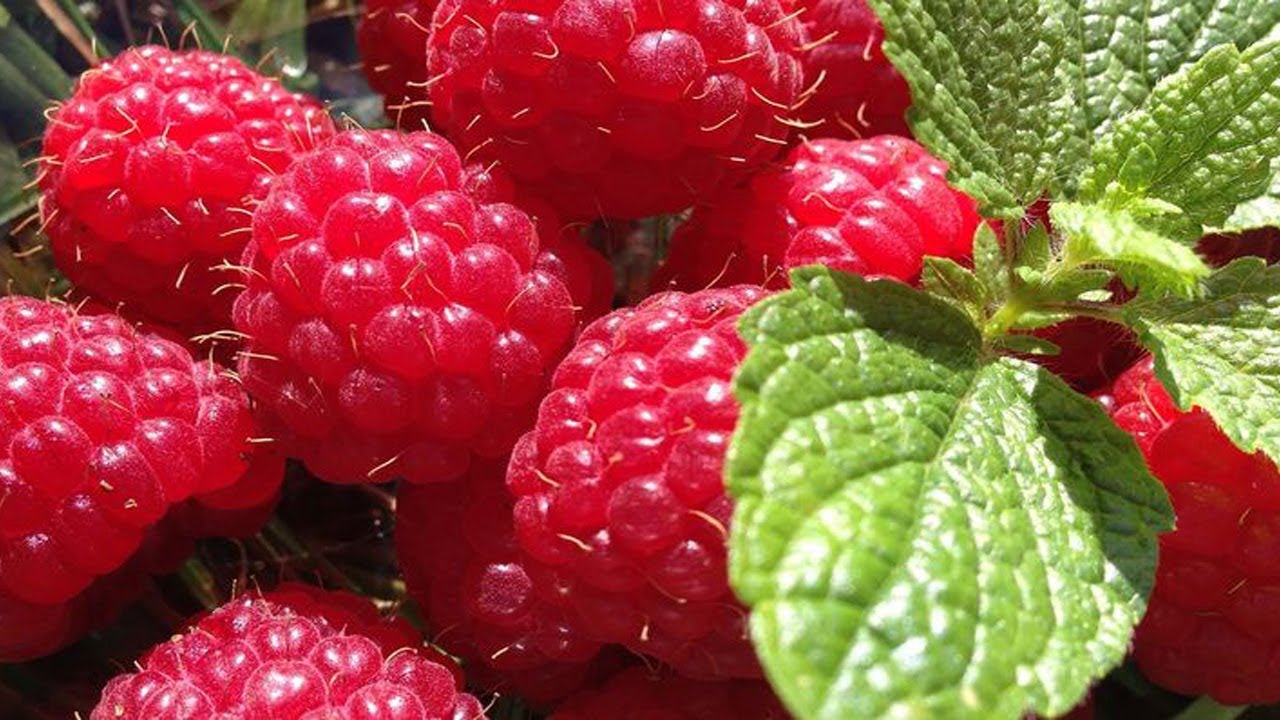 Stalnorađajuća MALINA POLKA bere se od jula do prvog mraza