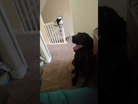 best friend!!! #puppy #laugher #cuteanimal #labrador #haveitoldyoulatelythatiloveyou