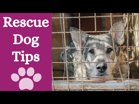 Videó: Mange és a kutyád