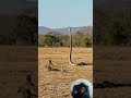 Two Komodo Dragons Vs Giant Snake Sudden Ambush mp3