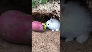 The Little Rabbit Eating Carrots! #Pets #Cute #Animals #Rabbit #Shorts