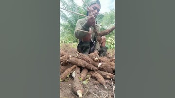 Harvesting cassava part 125 #shorts #farming #cassava #nature  #cassavaroots #cassavafarming