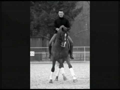 Ramseier Dressagehorses