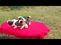 Best of shihtzu  kennel ph 9594797777