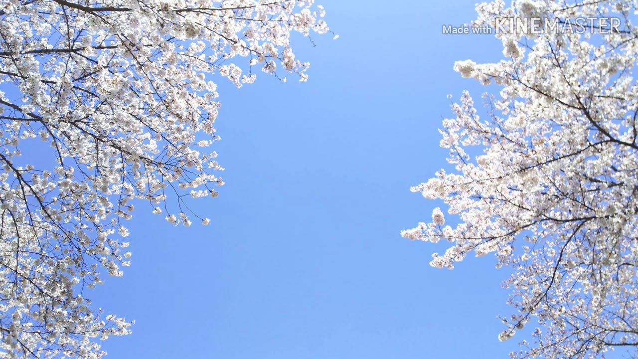 春の日の花と輝く Believe Me Irish Harp Youtube 春の日の花と輝く Believe Me Irish Harp Youtube