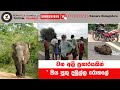 වන අලි ප්රහාරයකින් පිය පුතු දඹුල්ල රෝහලේ | REPORTER Dambulla | Inamaluwa Sri Lanka