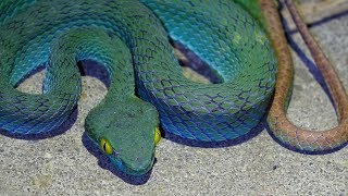 Finding Snakes in Thailand