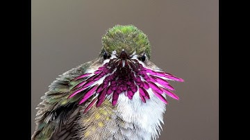20 Calliope Hummingbird in the wild!