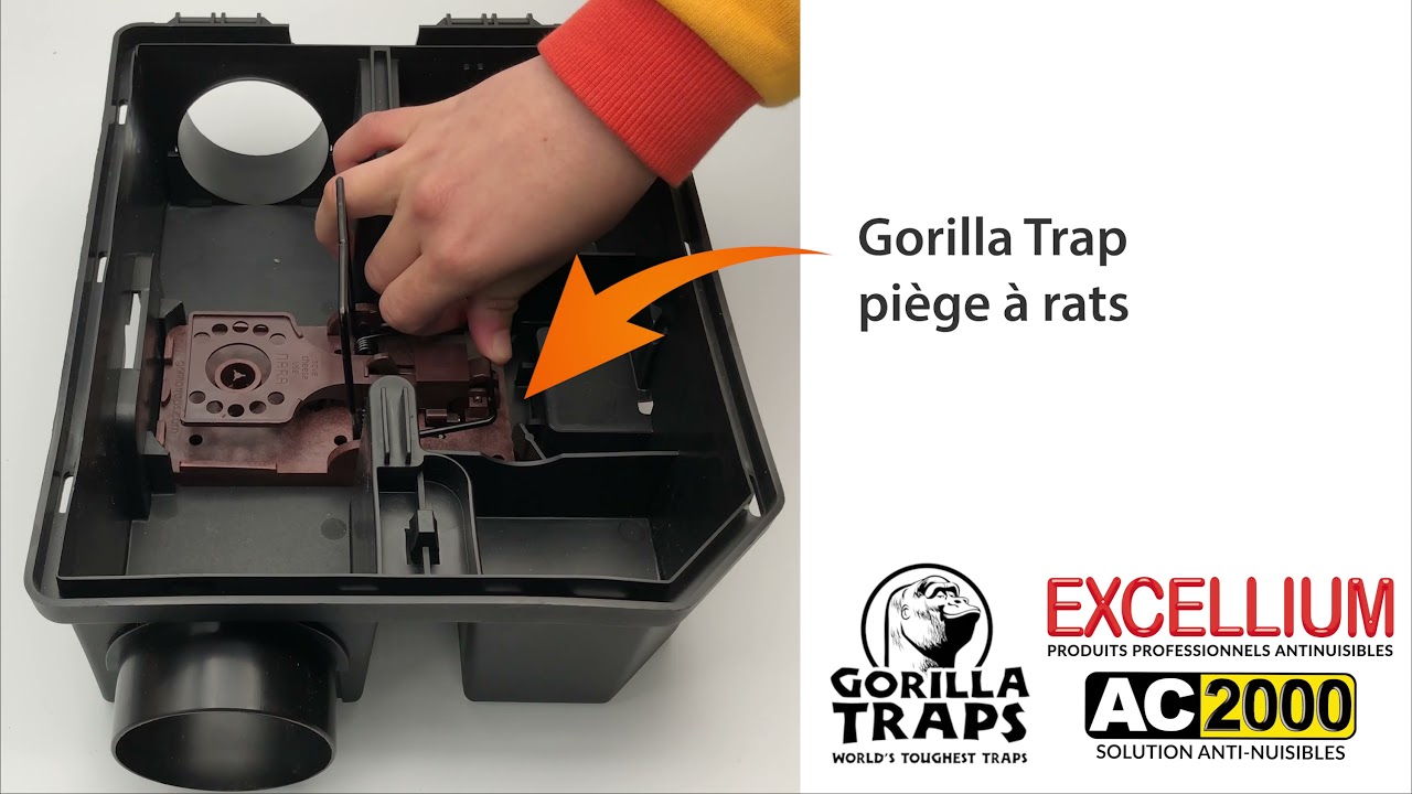 Piège à rats Gorilla Trap et poste d'appâtage Vanguard : ça sonne un rat  est piégé ! 