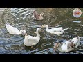 Duck and goose  animals  birds  duck sound  surat zoo  