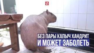 Капибара Капыч в активном поиске Капибара Капыч в активном поиске