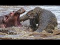 War of wildebeest and hippo vs crocodile