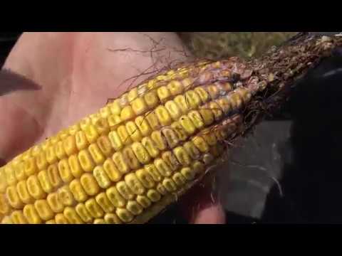 Βίντεο: Έλεγχος του Stewart's Wilt Sweet Corn: Διαχείριση της βακτηριακής μάστιγας των φύλλων καλαμποκιού
