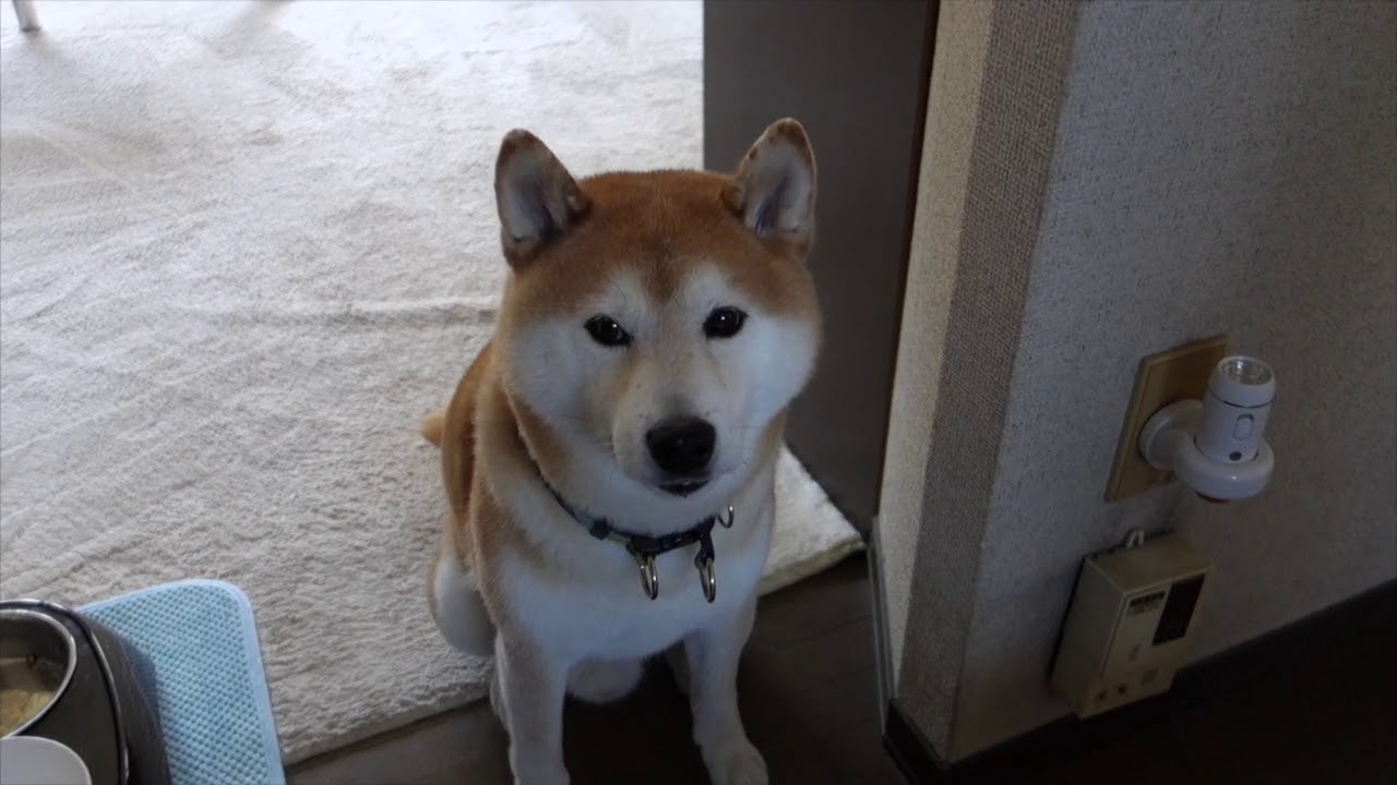 柴犬 かん た