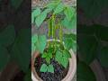 Nature ka sabse beautiful process… 🌿”