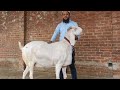 Masha allah beautiful heavyweight malwa panjabi bakra sarfaraz bhai delhi