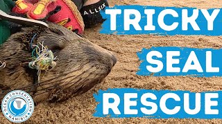 Tricky Seal Rescue