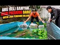 AKU BELI BANYAK IKAN PREDATOR BARU UNTUK JADI PENGHUNI KOLAM UJUNG