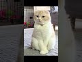 世界一まるい猫 #shots