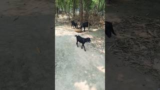 Goat 🐐 video #shorts #goat #viral #goatlove #villagelife #foryou