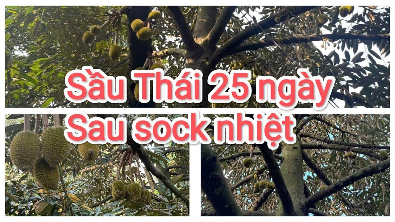 Mẫu sầu riêng Thái 25 ngày sau thời tiết sock nhiệt 