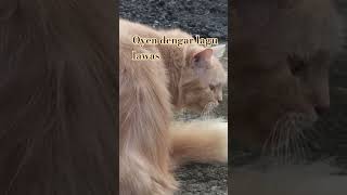 Oyen dengar lagu lawas #catshorts #video #cat #shortvideo #kucing #videoshort  #lagu #fyp