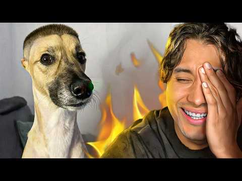 I'm roasting my followers' pets 😡