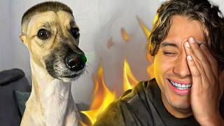 ROSTEANDO a las mascotas de mis seguidores 😡