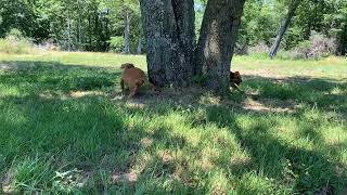 PuppyCreek Puppies