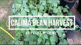 Calima Bean Harvest