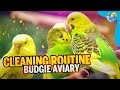 Budgie Summer Routine