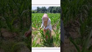 Dars jarayonlari👩‍🎓 #ish #faoliyat #jamoa #motivatsiya #muvaffaqiyat #professiona #rek