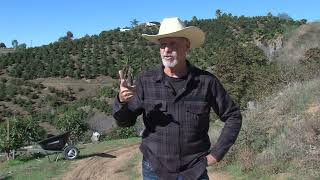 Bonsall Farm Pilots Innovative Way To Help Struggling Avocado Growers