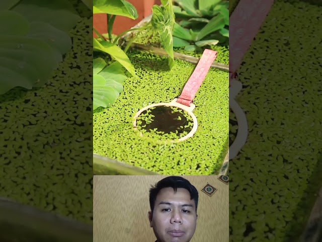 Cara Memberi Makan Ikan dalam Aquarium #aquarium #guppy  #duckweed class=