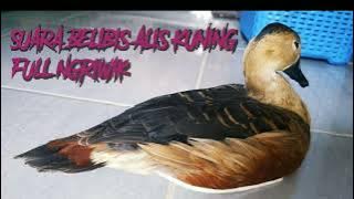 SUARA BELIBIS ALIS KUNING / POLOS Mp3