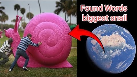I Found Biggest Snail
