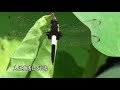 林牧人 風が息をしている (映画「誘拐報道」主題歌) 歌詞付き covered by Kannosuke
