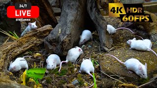 🔴 24/7 Cat TV Live: 24/7 Gentle Mice Exploring for a Relaxing Experience | 4K HDR screenshot 3