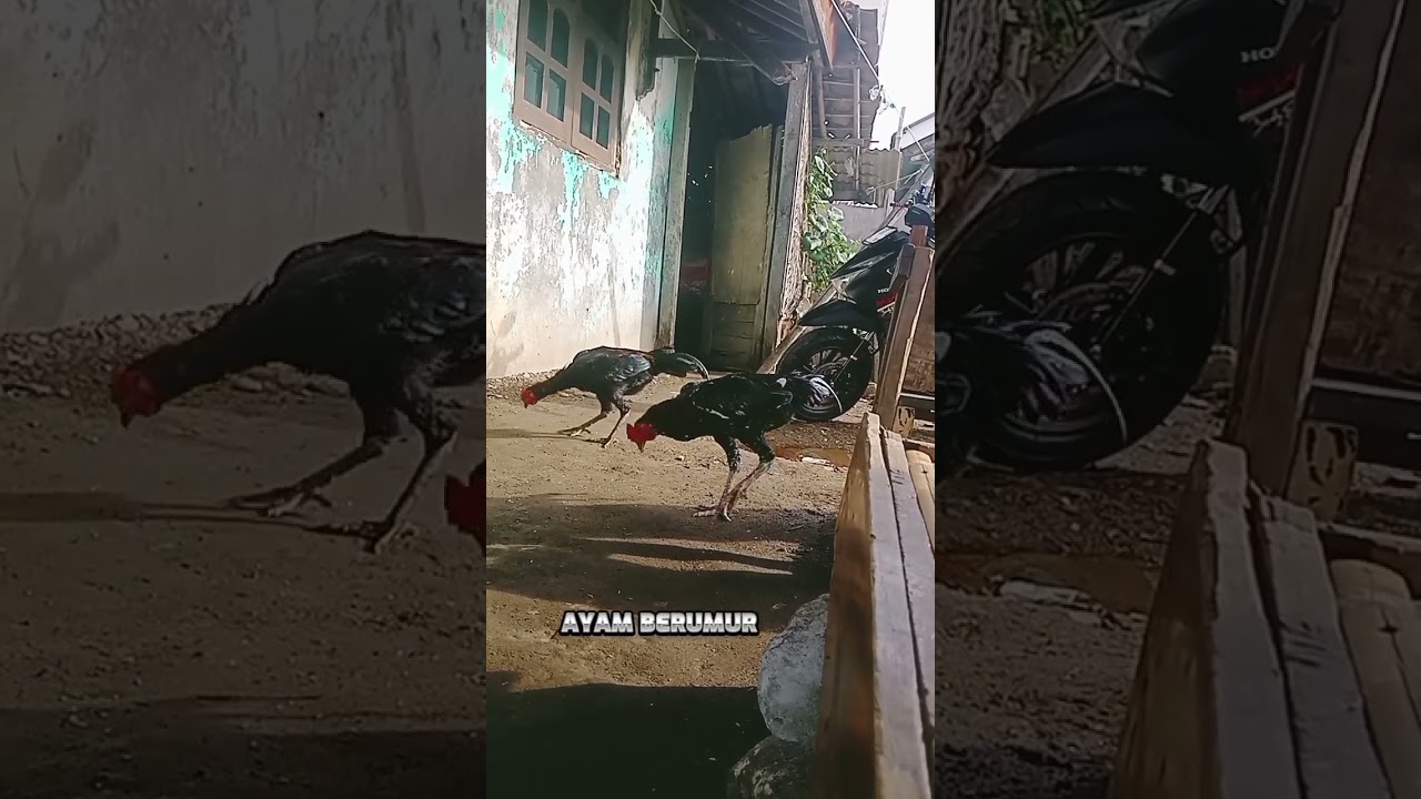 cara merawat ayam bangkok dari umur 4 atau 5 bulan 