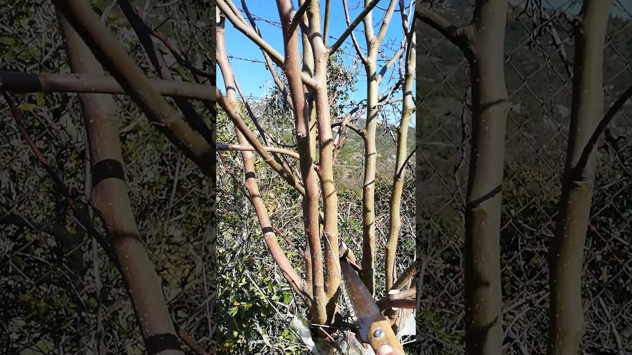 Κλάδεμα  αχλαδιας μπολιασμενης