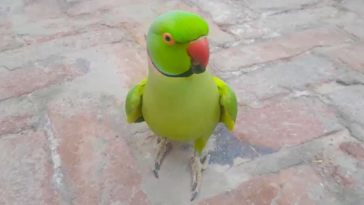 Max Amazing Talking Parrot Speaking With Me On Floor In Urdu|Hindi Max Amazing Talking Parrot Speaking With Me On Floor In Urdu|Hindi