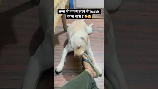 Habbit बनाना पड़ता है🤭 #funny #comedy #pets #love #youtube #ytshorts #comedyvideo #labrador #lab