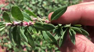 Yaylalarda Yetişen Ve Toplanan 8 Çeşit Faydalı Yabani Ot