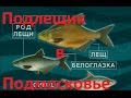 Диалоги о рыбалке -138- Подмосковье. Ловля леща и Подлещика