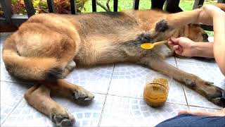 Natural Remedy for Itchy dog - How to cure itchy skin in dog.