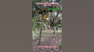 Anh thạch ngộp ngân hàng bán lô vườn trái cây giá cực rẻ, mặt tiền dài #batdongsan #muabandatgiare